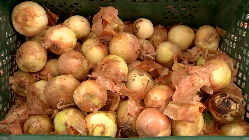 El saco de 50 libras de cebolla nacional está entre 45 y 50 dólares.