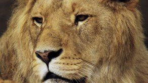 Un zoológico danés disecciona un león en público pese a protestas