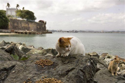 Debaten qué hacer con los gatos del Viejo San Juan