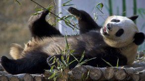 China: Crece la población de pandas gigantes en libertad