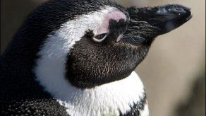 Paleontólogos hallaron restos de pingüino gigante en la Antártida