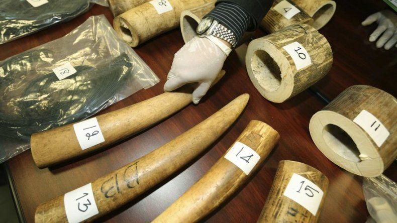 Tailandia decomisa cifra récord de colmillos de elefante