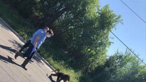 Tres babuinos se fugan de un centro de investigación en Texas