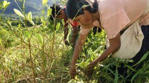 Bolivia promoverá en Viena la exportación de hojas de coca