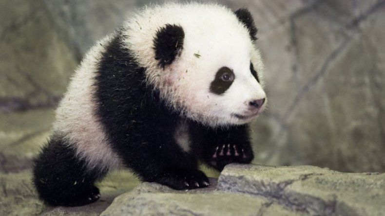 El panda Bao Bao comienza su vida pública en el zoo de Washington