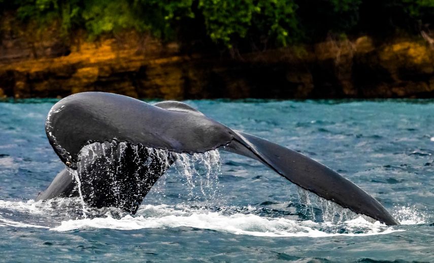 Avistamiento de ballenas en Panamá. Avistamiento de ballenas en Panamá.