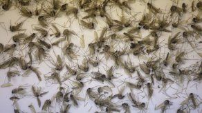 Honduras reporta 8 bebés con severos defectos relacionados al zika