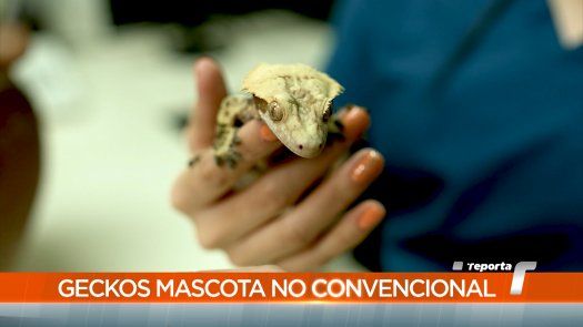 TR Verde: Gecos, mascota no convencional