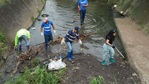 Cochinos PTY de la Alcaldía