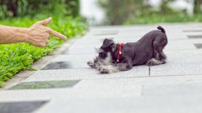 Dueño y perro experimentan proceso de conexión similar al de madre e hijo