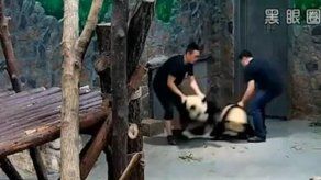 El maltrato a dos pequeños pandas enardece las redes sociales en China