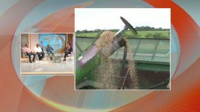 Arroceros piden indemnización al Gobierno en caso de pérdidas por importaciones