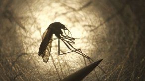 Aumentan casos de encefalitis equina oriental en EEUU