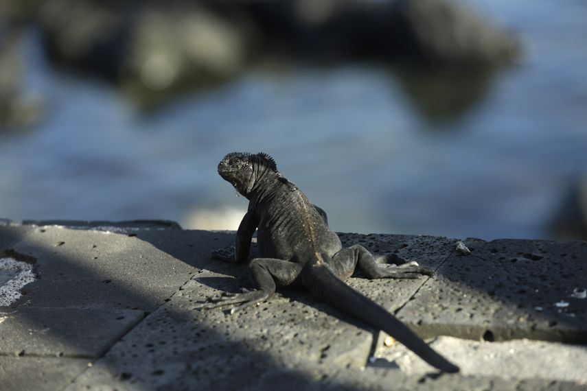 Estudio: Más de 5ta parte de los reptiles están en peligro