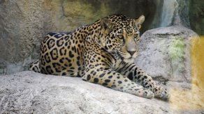 Jaguar escapa de jaula