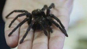 La tarántula que homenajea a García Márquez