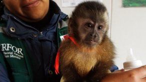 Rescatan en Perú a un mono encerrado en maleta de pasajera de avión