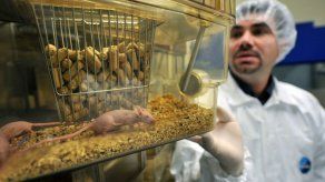 Una terapia genética en ratones permite proteger contra sobredosis de cocaína