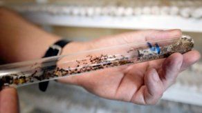 La edad condiciona trabajo de las hormigas obreras