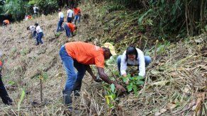 Anexan a privados de libertad en programa Alianza por el Millón de Hectáreas
