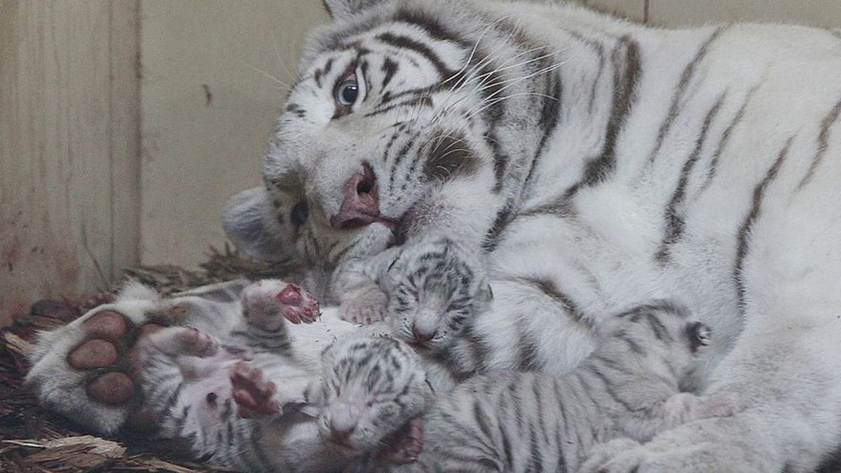 Nacen 4 leones blancos y 3 tigres blancos en zoo de Polonia