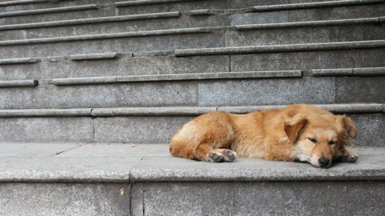 Distrito chino amenaza con matar a perros domésticos