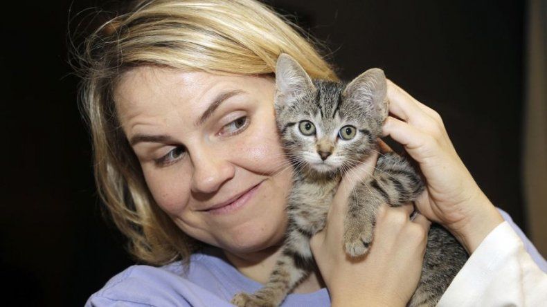 Uber envía gatitos a quienes quieran caricias