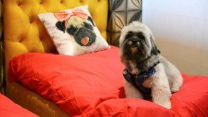 Los perros tienen su hotel de lujo en India