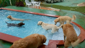 Hotel para mascotas: ¿A dónde llevarlos en fiestas de fin de año?