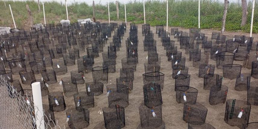 Más de 25 mil huevos de tortuga son reubicados.