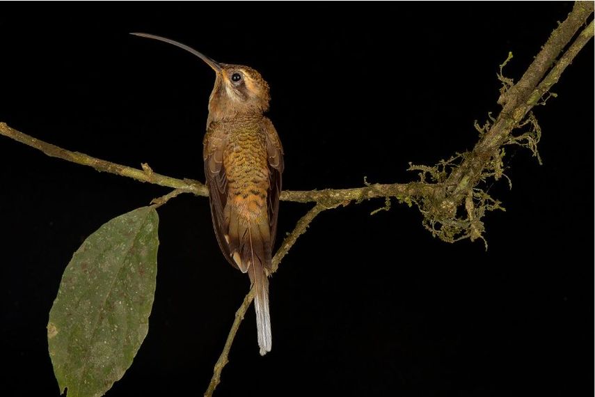 En Finca Las Hadas, el registro ha subido hasta más de 170 aves locales y migratorias documentadas. En Finca Las Hadas, el registro ha subido hasta más de 170 aves locales y migratorias documentadas.