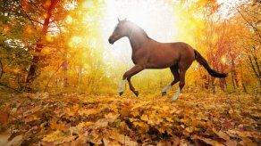 ¿Por qué los caballos se comen sus heces?