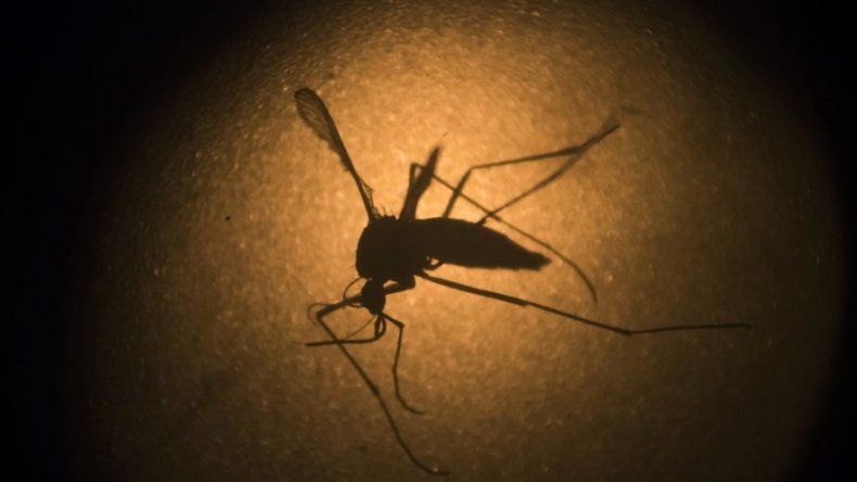 Estudio: Zika ataca testículos de ratones