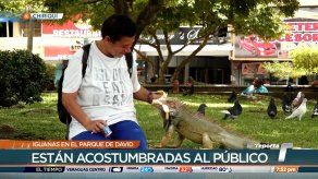 Las iguanas se han convertido en un atractivo en el Parque Miguel de Cervantes Saavedra en David