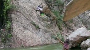 El Templo de los Tigres de Tailandia podría convertirse en un zoo