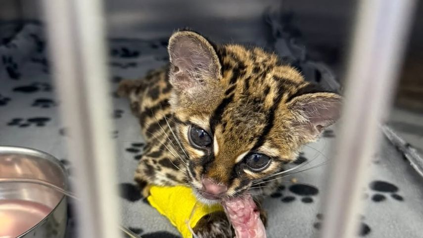 Ocelote bebé de recupera en la Clínica Veterinaria de Fauna Silvestre.