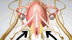 Una mexicana y una estadounidense se lanzan a construir Pussypedia