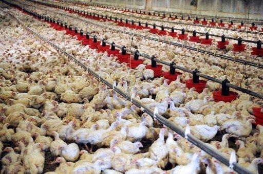 Calor intenso mató más de 100.000 pollos de cría en Uruguay