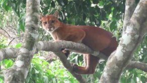 MiAmbiente da seguimiento a reporte sobre presencia de puma en Divalá MiAmbiente da seguimiento a reporte sobre presencia de puma en Divalá