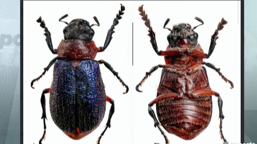 Nueva especie de escarabajo endémico en Panamá.