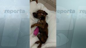 Un cachorro y su madre mueren producto de maltrato animal en Torrijos Carter