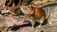 El Minsa mantiene vigilancia por casos de hantavirus. El Minsa mantiene vigilancia por casos de hantavirus.