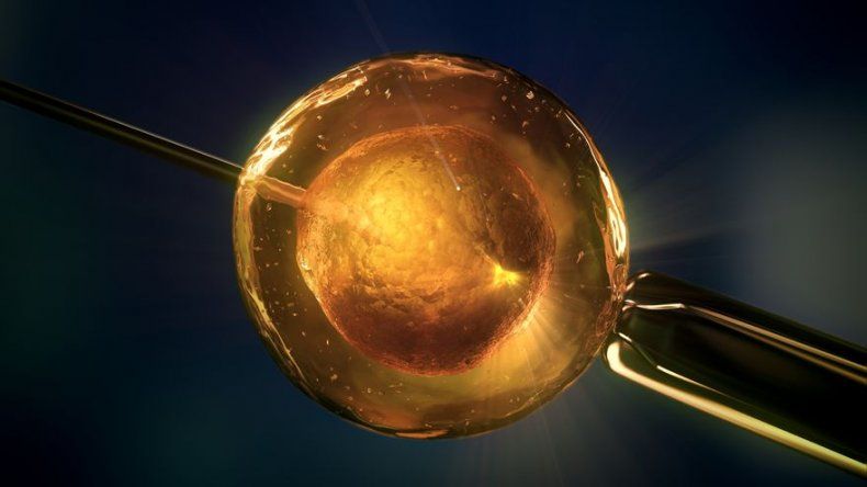 El Reino Unido autoriza la concepción de niños de tres padres