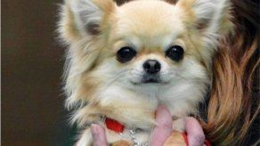 Pruebas de ADN para perros alientan las adopciones