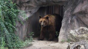 Detienen en Rusia a contrabandistas con un botín de patas de osos y genitales de rana
