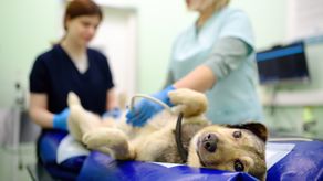 Hospital Veterinario: Presidente José Raúl Mulino se refiere a los avances del proyecto.