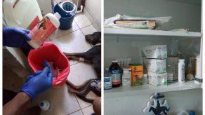 Detectan realización del ejercicio ilegal de la medicina veterinaria en la 24 de Diciembre