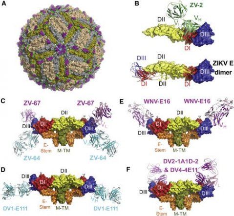 Científicos de EEUU localizan anticuerpos que protegen del zika