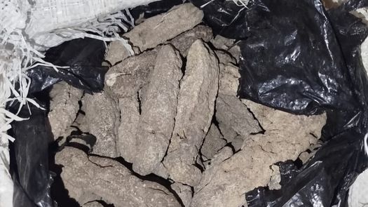 Aduanas retiene caja con pepinos de mar disecados en empresa de encomiendas. Aduanas retiene caja con pepinos de mar disecados en empresa de encomiendas.