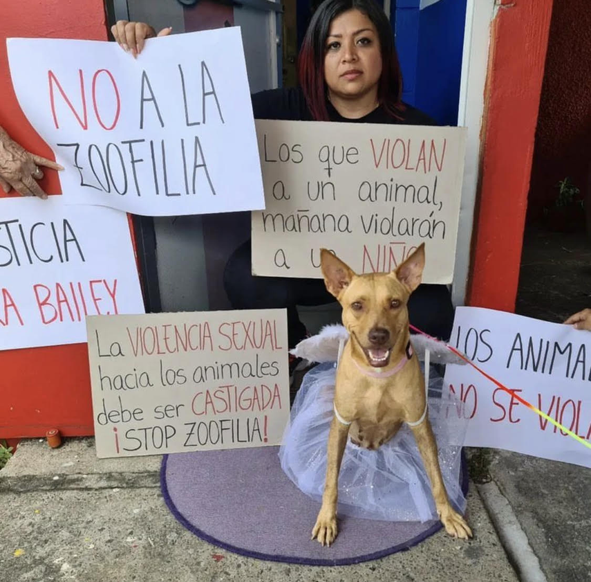 Defensores de los animales piden justicia